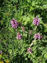 Betonica hirsuta