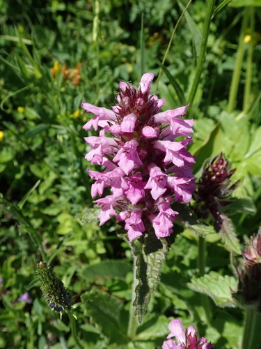 Image of Betonica hirsuta by no rights reserved