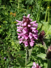 Betonica hirsuta