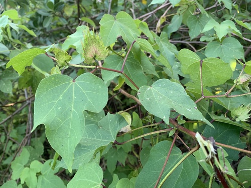 Gossypium hirsutum