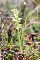 Platanthera hyperborea