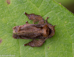 Euphobetron natadoides