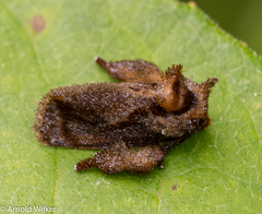 Euphobetron natadoides