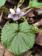 Viola guatemalensis
