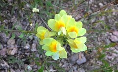 Linaria acutiloba