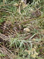 Pseudognaphalium semiamplexicaule