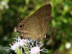 Deudorix epijarbas