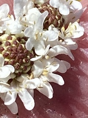 Pseudoselago gracilis