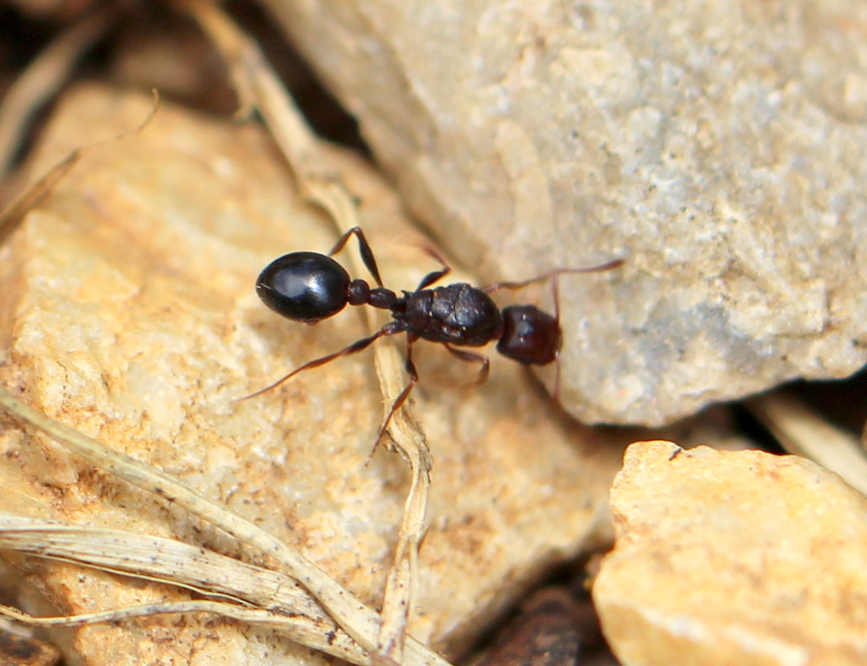 Tetramorium sericeiventre