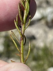 Pseudoselago gracilis