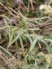 Pseudognaphalium semiamplexicaule