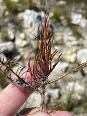 Pseudoselago gracilis