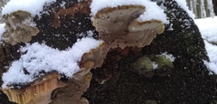 Phellopilus nigrolimitatus
