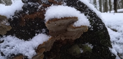 Phellopilus nigrolimitatus