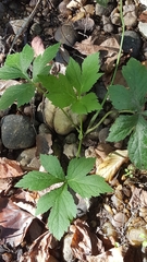 Hydrophyllum virginianum