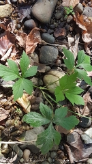Hydrophyllum virginianum