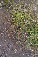 Scleromitrion brachypodum
