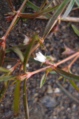 Scleromitrion brachypodum
