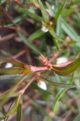 Scleromitrion brachypodum