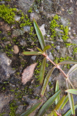 Scleromitrion brachypodum