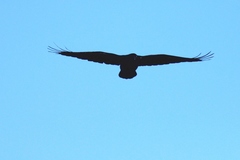 Corvus corax kamtschaticus