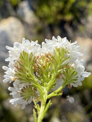 Pseudoselago gracilis