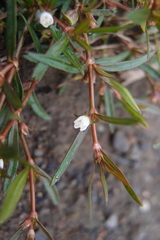Scleromitrion brachypodum
