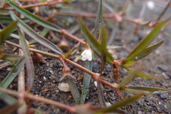 Scleromitrion brachypodum