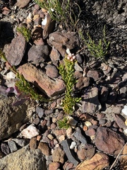 Pseudoselago gracilis