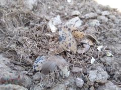 Himantopus mexicanus