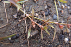 Scleromitrion brachypodum