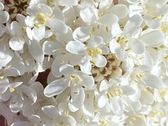 Pseudoselago gracilis