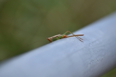 Conocephalus stictomerus