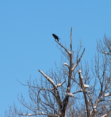 Corvus corax kamtschaticus