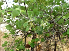 Bauhinia racemosa