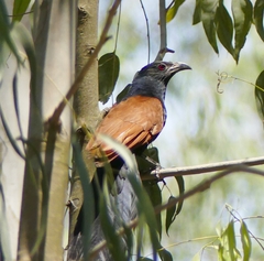 Centropus sinensis parroti