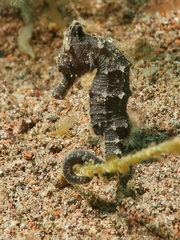 Hippocampus kelloggi
