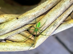 Tetragnatha viridis