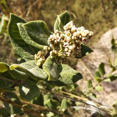 Rhus standleyi