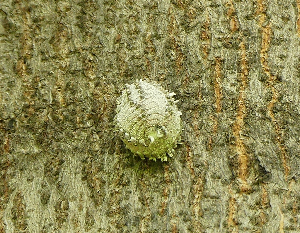 Hemaspidoproctus