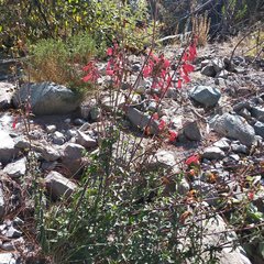 Penstemon isophyllus