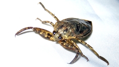 Lethocerus annulipes