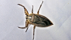 Lethocerus annulipes