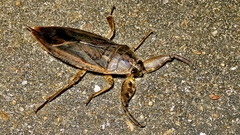 Lethocerus annulipes