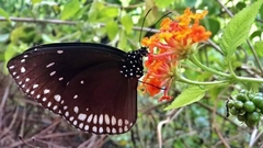 Euploea klugii kollari