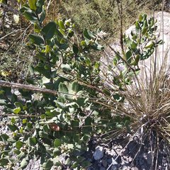 Rhus standleyi