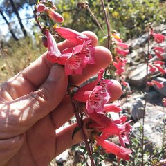 Penstemon isophyllus