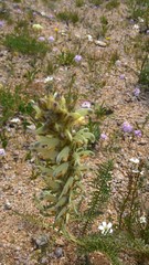 Pedicularis achilleifolia