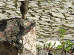 Phoenicurus ochruros