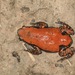 West African Rubber Frog - Photo (c) Lucy Keith-Diagne, some rights reserved (CC BY), uploaded by Lucy Keith-Diagne